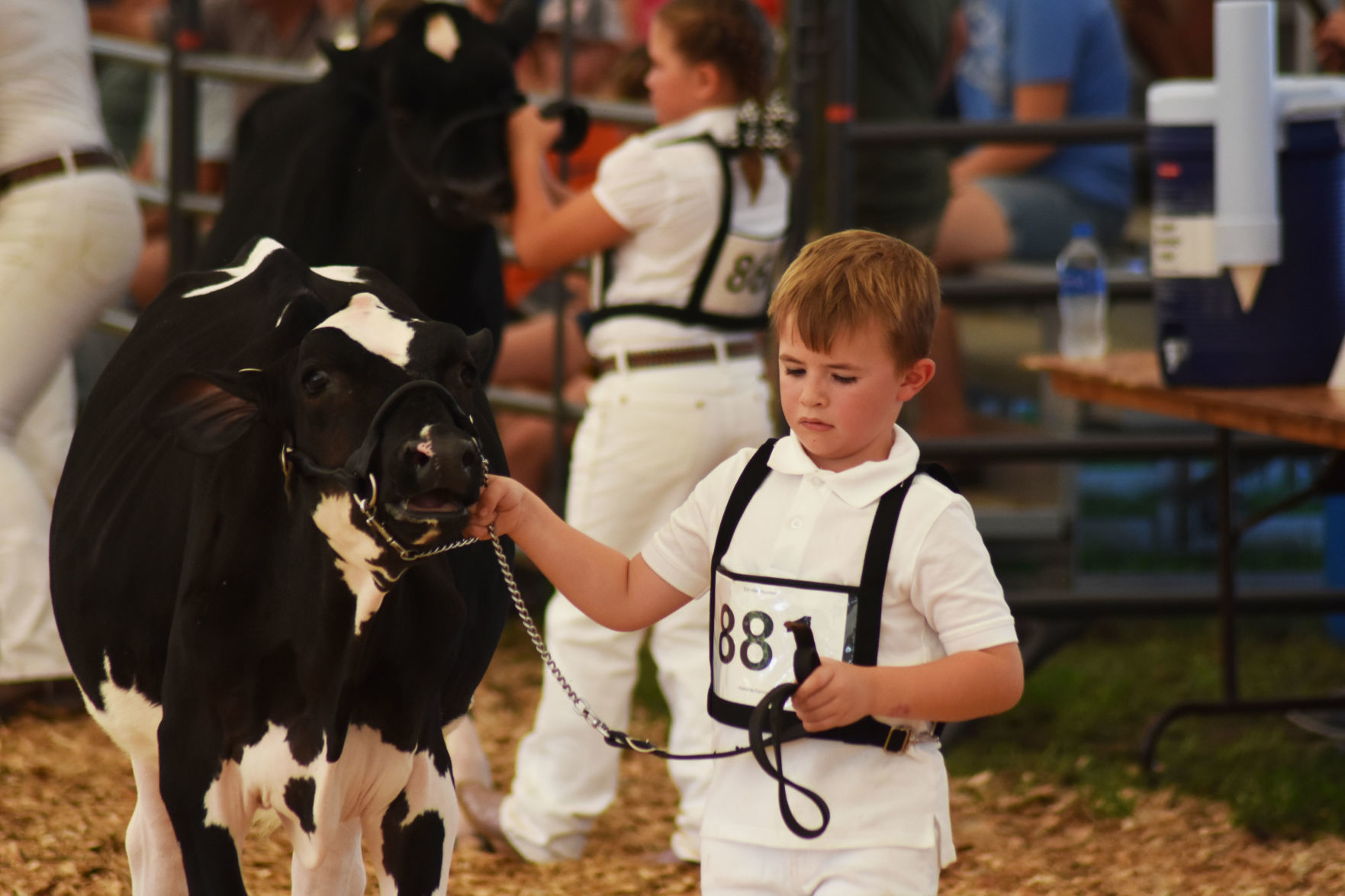 Animals at the Washington County Fair